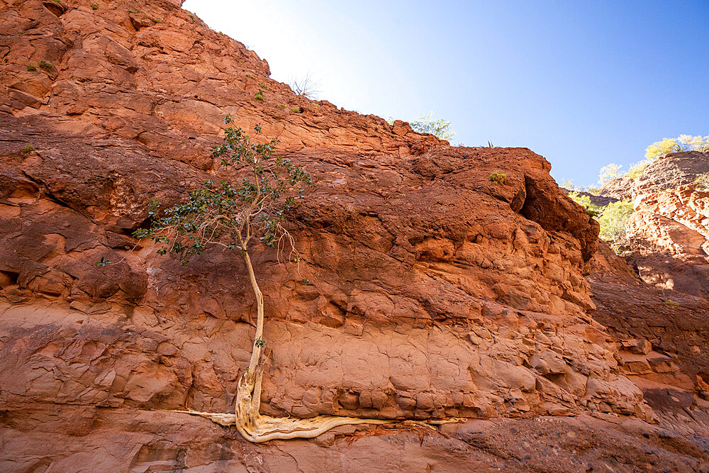 Desert fig tree in a slot canyon at Mesquite Canyon, Sierra de la Giganta, Baja California Sur, Mexico, North America