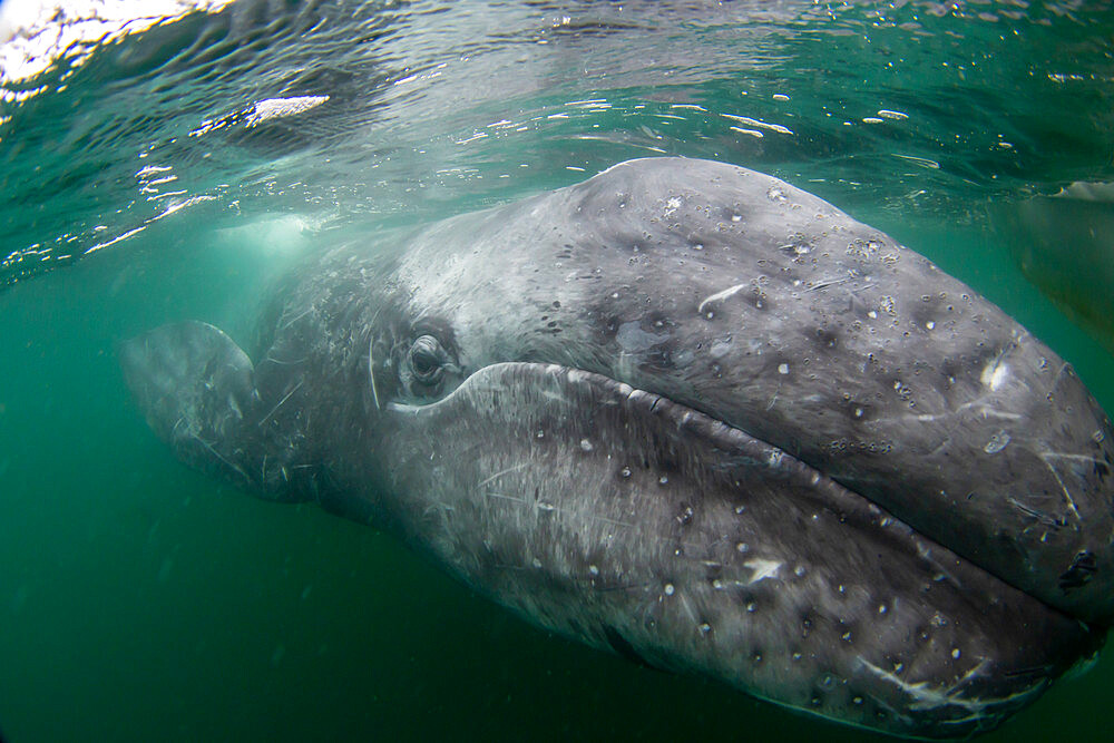 California gray whale calf (Eschrichtius robustus), underwater, San Ignacio Lagoon, Baja California Sur, Mexico, North America