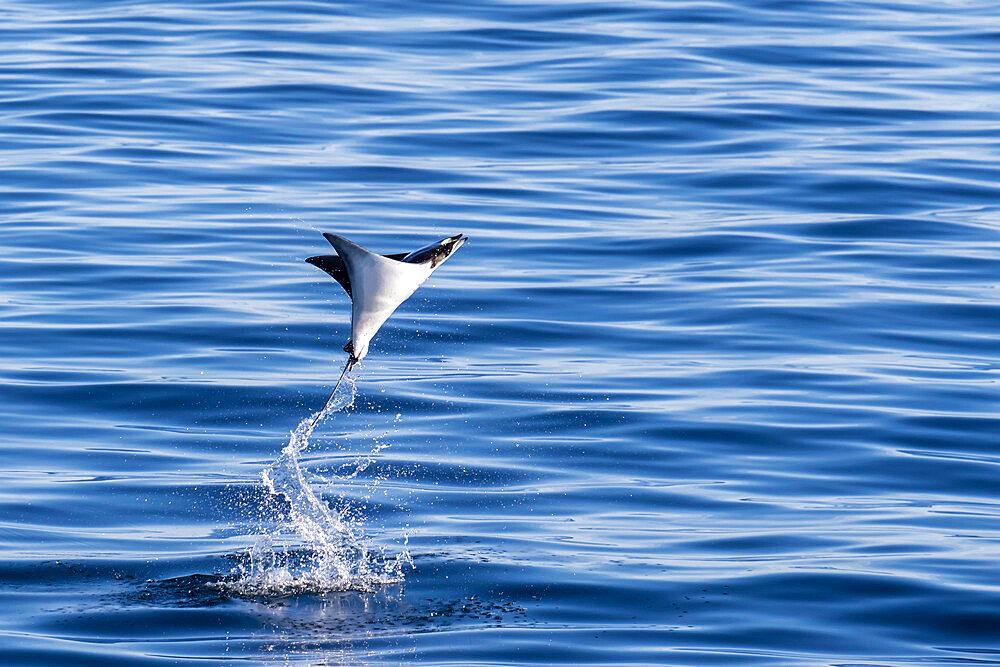 Adult Munk's pygmy devil ray, Mobula munkiana, leaping into the air, Isla San Jose, Baja California Sur, Mexico, North America