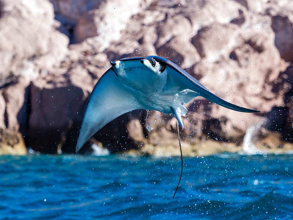 Adult Munk's pygmy devil ray (Mobula munkiana), leaping into the air, Ensenada Grande, Isla Partida, Baja California Sur, Mexico, North America