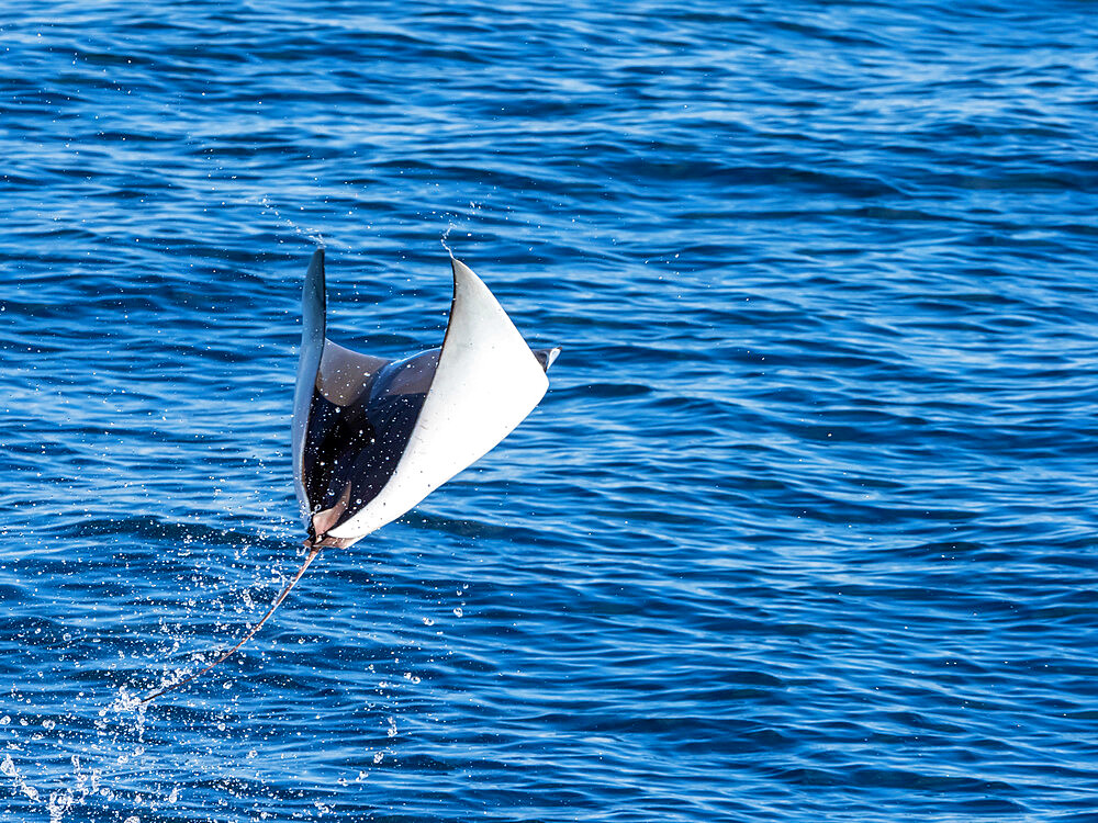 Adult Munk's pygmy devil ray (Mobula munkiana), leaping into the air, Isla San Jose, Baja California Sur, Mexico, North America