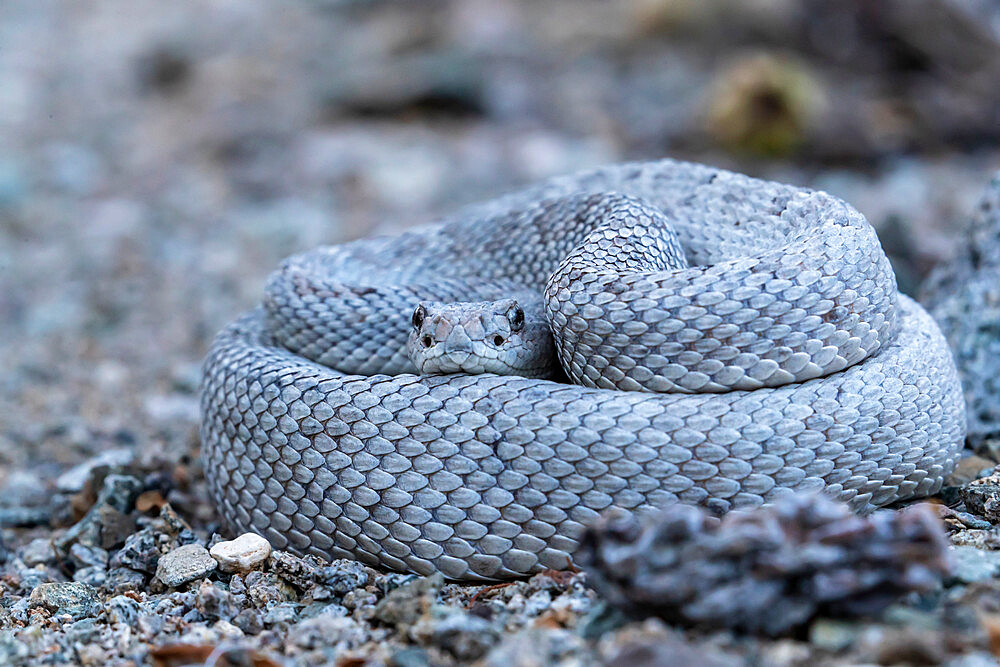 Ashy morph of the Santa Catalina rattlesnake (Crotalus catalinensis), endemic to Isla Santa Catalina, Baja California Sur, Mexico, North America