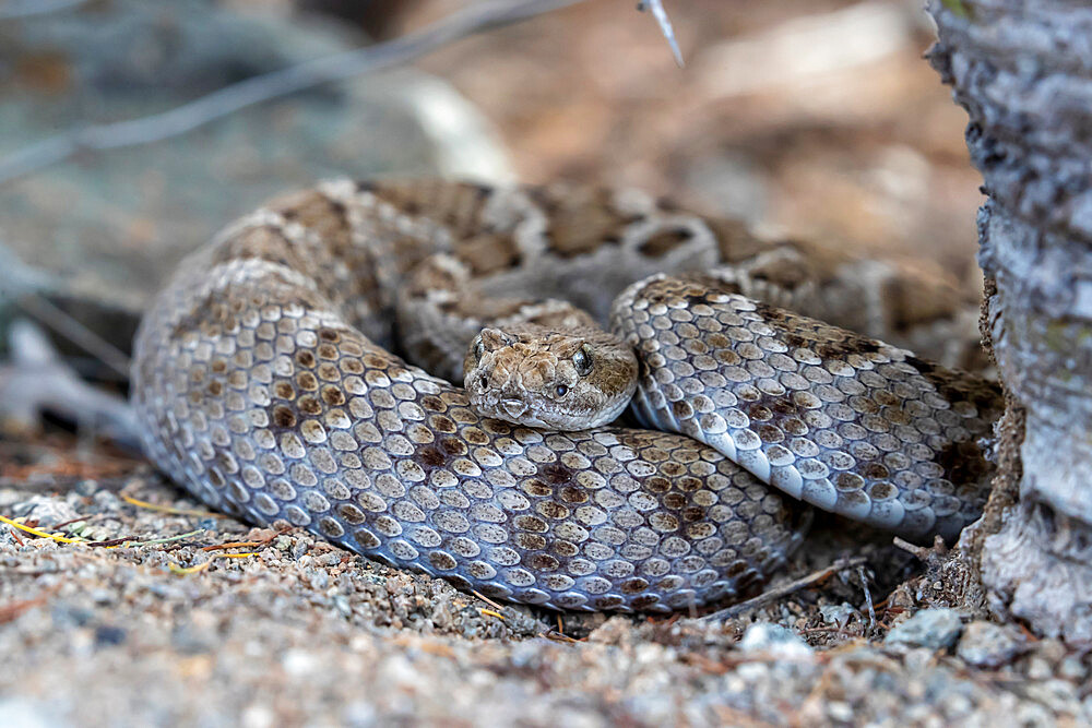 Brown morph of the Santa Catalina rattlesnake (Crotalus catalinensis), endemic to Isla Santa Catalina, Baja California Sur, Mexico, North America