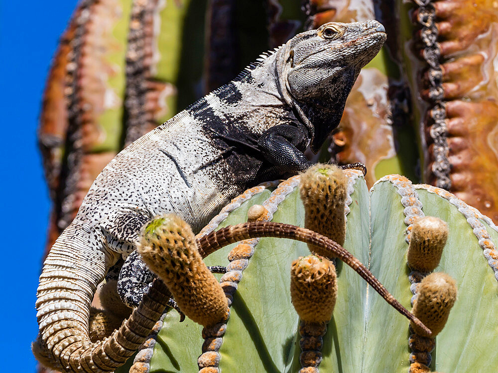 Adult male San Esteban spiny-tailed iguana (Ctenosaura conspicuosa), endemic to Isla San Esteban, Baja California, Mexico, North America