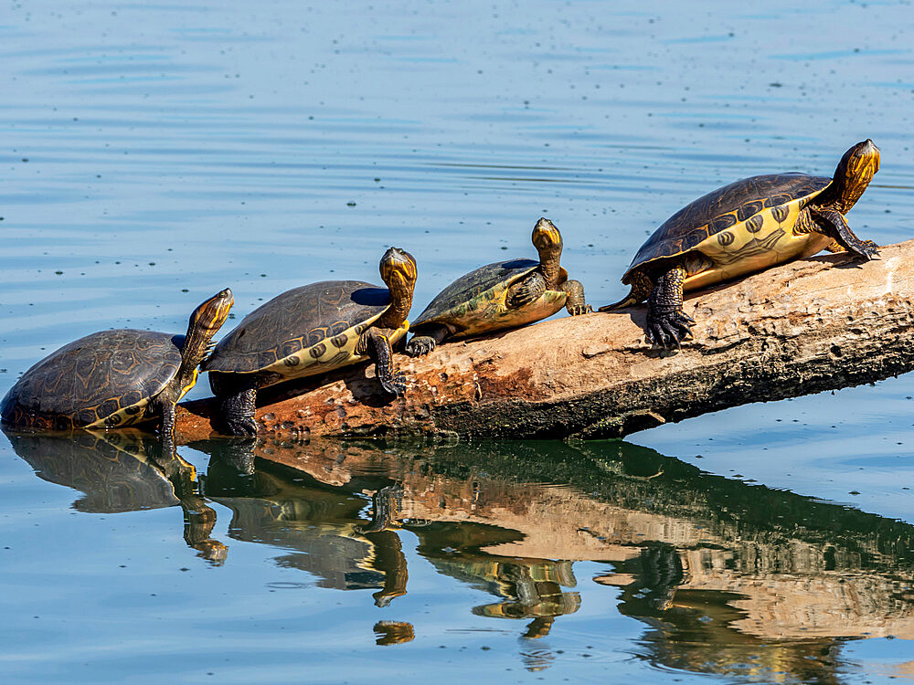 Red-eared sliders (Trachemys scripta elegans), turtles basking in the sun, San Jose del Cabo, Baja California Sur, Mexico, North America