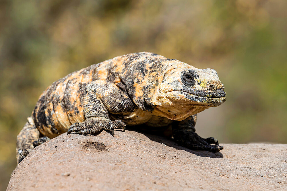 Adult San Esteban pinto chuckwalla (Sauromalus varius), endemic to Isla San Esteban, Baja California, Mexico, North America