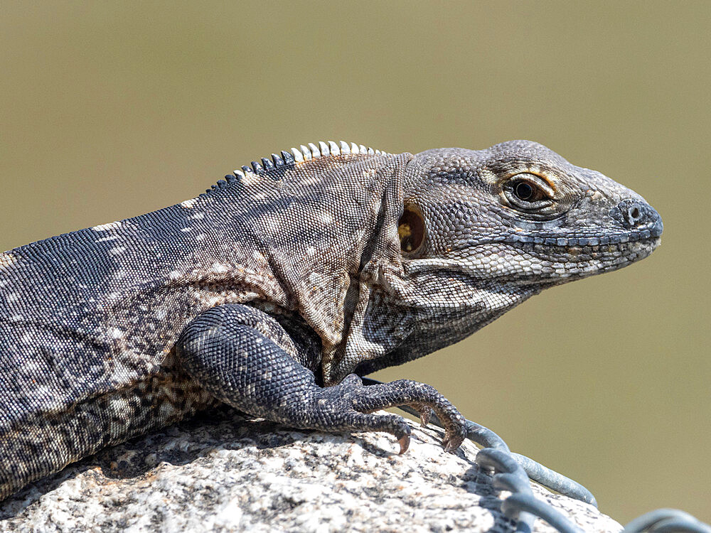 Adult male Cape spiny-tailed iguana (Ctenosaura hemilopha), San Jose del Cabo, Baja California Sur, Mexico, North America