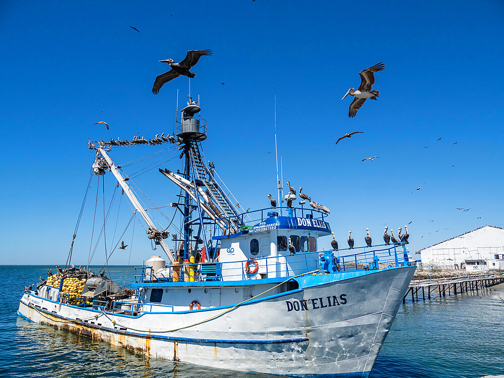 Brown pelicans (Pelecanus occidentalis), at a sardine processing plant, Puerto San Carlos, Baja California Sur, Mexico, North America