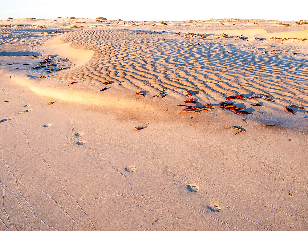 Coyote tracks in the barkhan sand dunes on the barrier island of Isla Magdalena, Baja California Sur, Mexico, North America