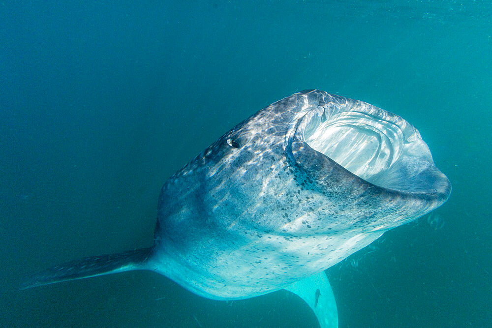 Young whale shark (Rhincodon typus), filter feeding near the surface at El Mogote, Baja California Sur, Mexico, North America