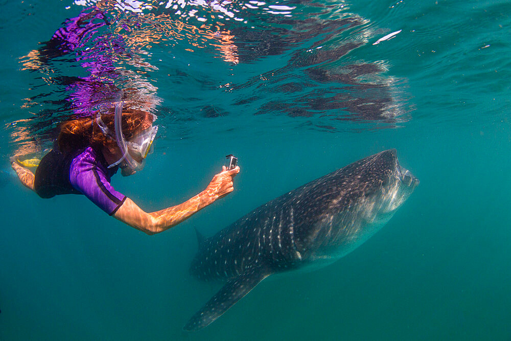 Young whale shark (Rhincodon typus), filter feeding near snorkeler at El Mogote, Baja California Sur, Mexico, North America