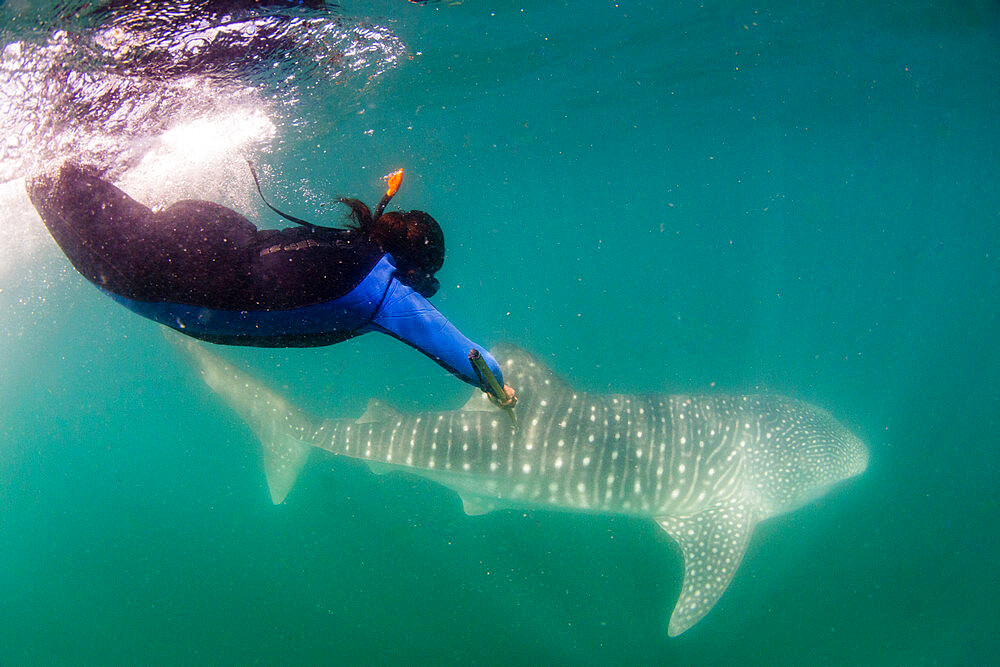 Young whale shark (Rhincodon typus), being biopsied by researcher at El Mogote, Baja California Sur, Mexico, North America