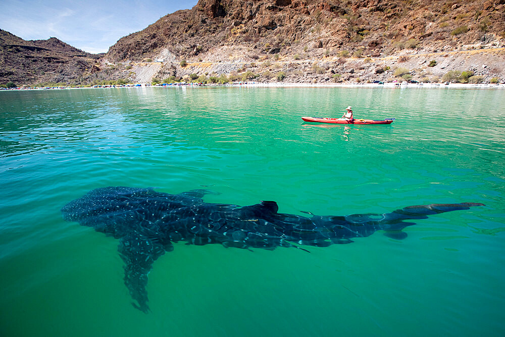 A young whale shark (Rhincodon typus), near kayaker in Bahia Coyote, Conception Bay, Baja California Sur, Mexico, North America