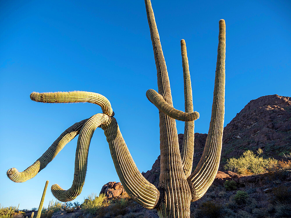 Saguaro cactus (Carnegiea gigantea), Organ Pipe Cactus National Monument, Sonoran Desert, Arizona, United States of America, North America