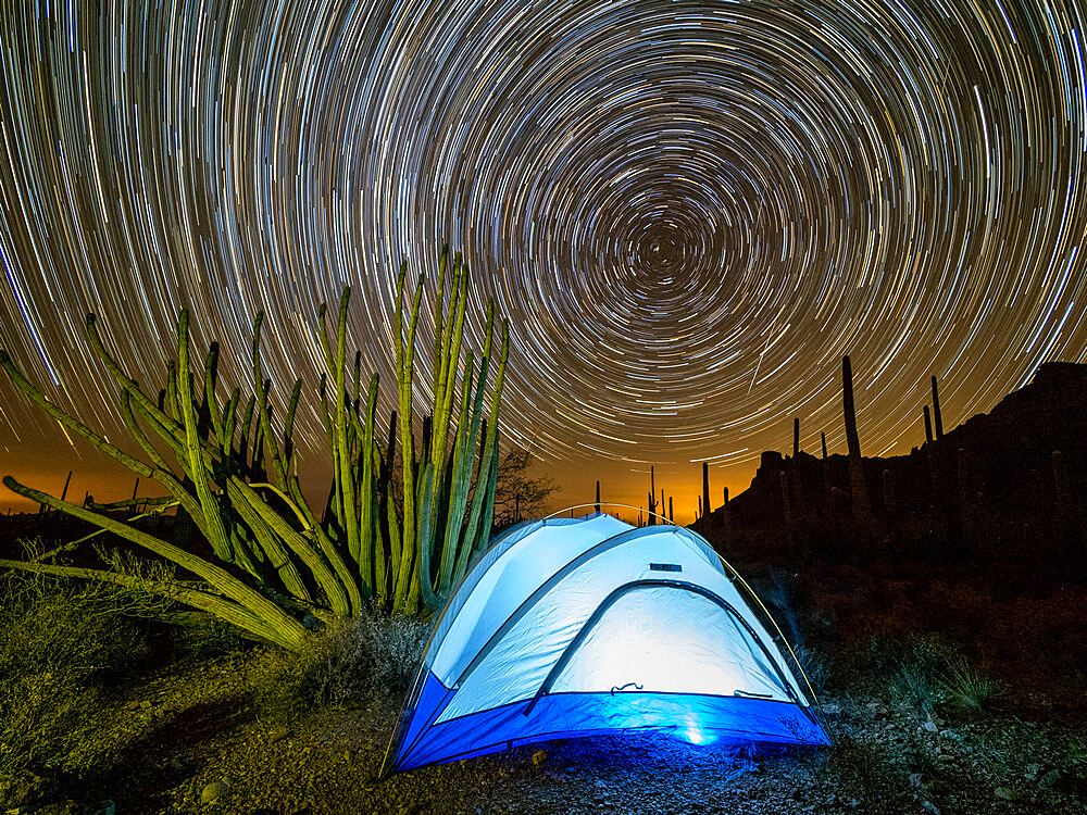 Organ pipe cactus at night with Geminid Meteor Shower, Organ Pipe Cactus National Monument, Arizona, United States of America, North America