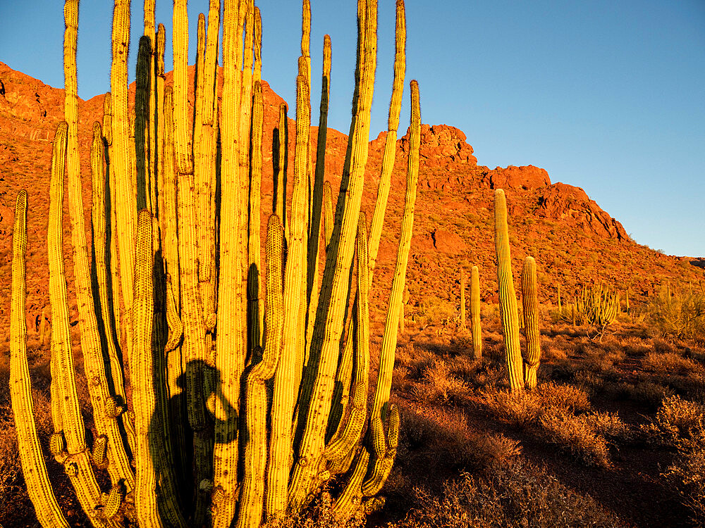 Organ pipe cactus (Stenocereus thurberi), Organ Pipe Cactus National Monument, Sonoran Desert, Arizona, United States of America, North America