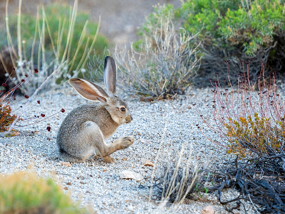 Black-tailed jackrabbit (Lepus californicus), Joshua Tree National Park, Mojave Desert, California, United States of America, North America