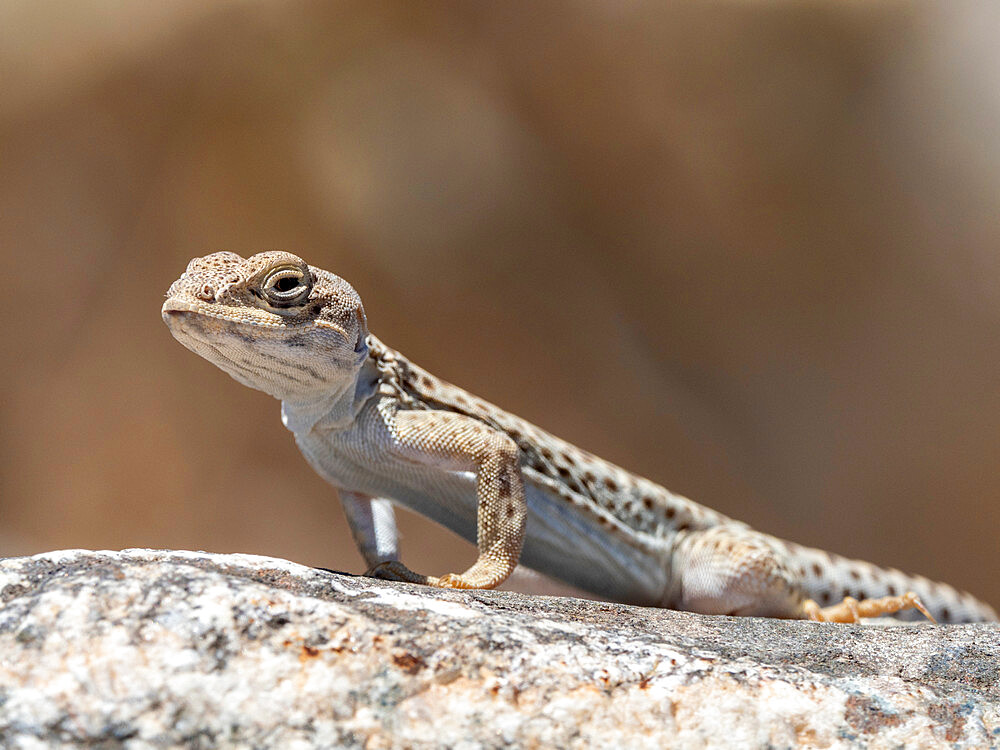 Long-nosed leopard lizard (Gambelia wislizenii), Joshua Tree National Park, Mojave Desert, California, United States of America, North America