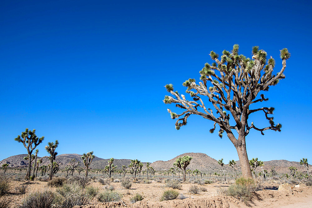 Joshua tree (Yucca brevifolia), in Joshua Tree National Park, Mojave Desert, California, United States of America, North America