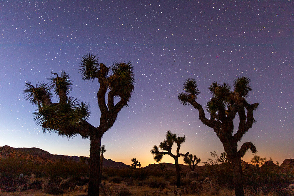 Joshua tree (Yucca brevifolia), at night in Joshua Tree National Park, Mojave Desert, California, United States of America, North America