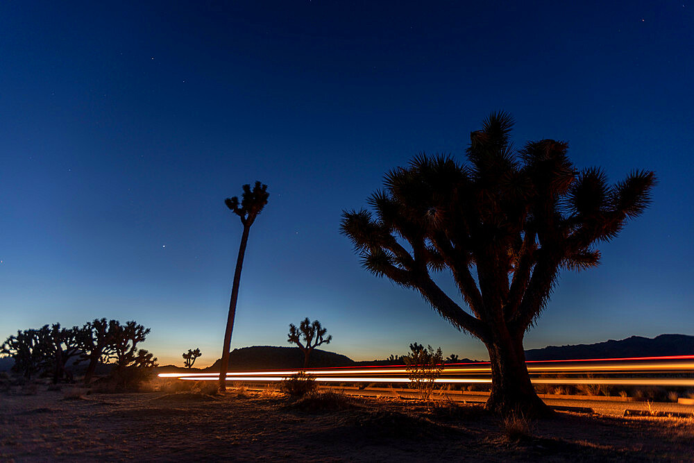 Joshua tree (Yucca brevifolia), at night in Joshua Tree National Park, Mojave Desert, California, United States of America, North America