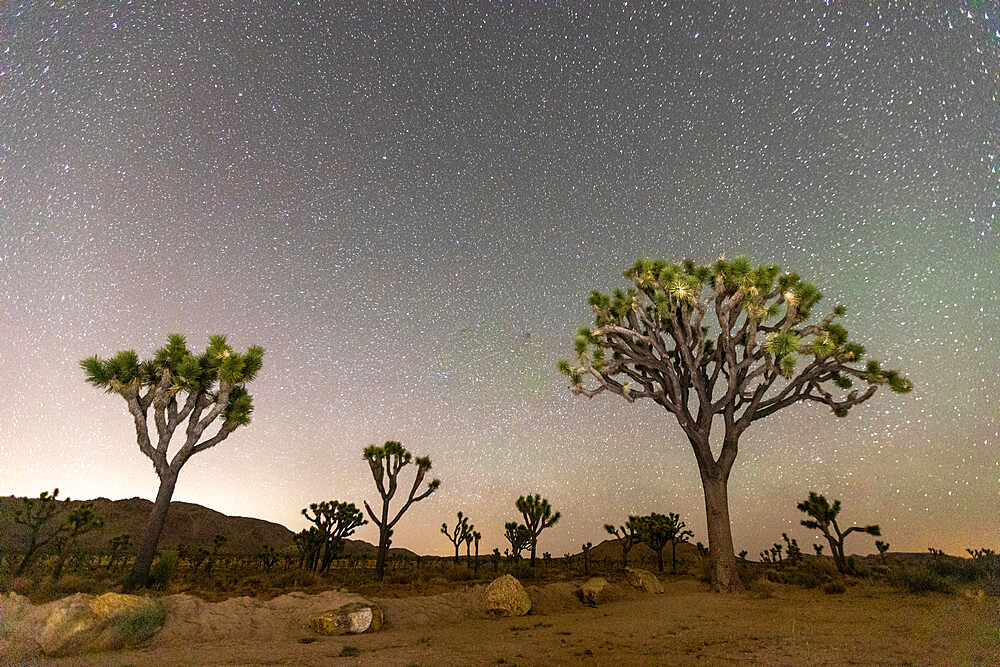 Joshua tree (Yucca brevifolia), at night in Joshua Tree National Park, Mojave Desert, California, United States of America, North America