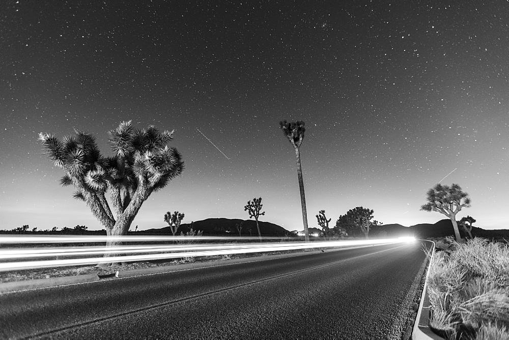 Joshua tree, Yucca brevifolia, at night in Joshua Tree National Park, Mojave Desert, California, USA.