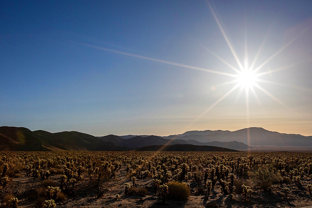 Teddy bear cholla (Cylindropuntia bigelovii), at sunrise in Joshua Tree National Park, Mojave Desert, California, United States of America, North America