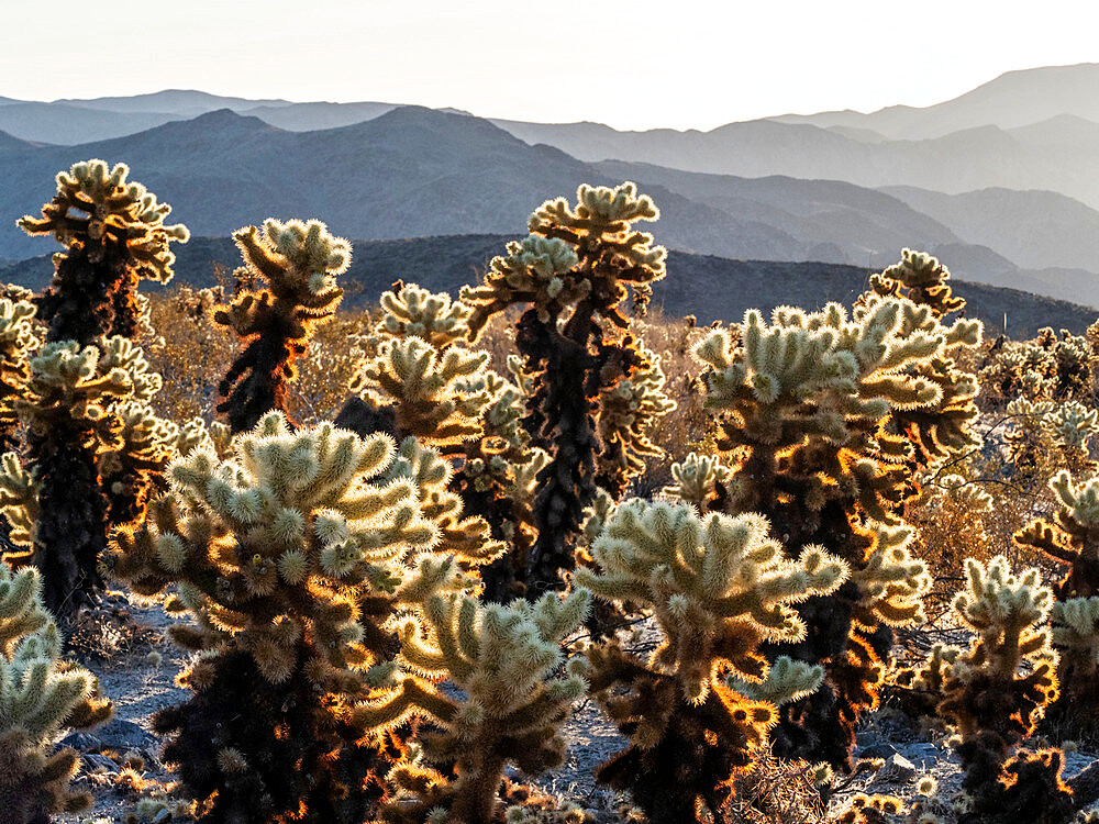 Teddy bear cholla (Cylindropuntia bigelovii), at sunrise in Joshua Tree National Park, Mojave Desert, California, United States of America, North America