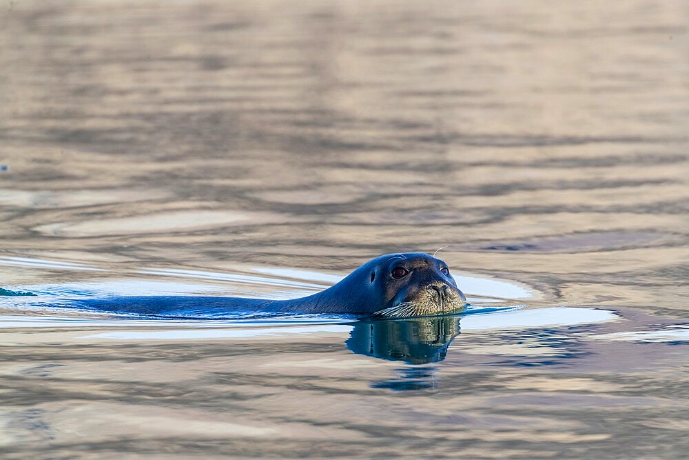 Curious adult bearded seal (Erignathus barbatus), swimming in Makinson Inlet, Ellesmere Island, Nunavut, Canada, North America