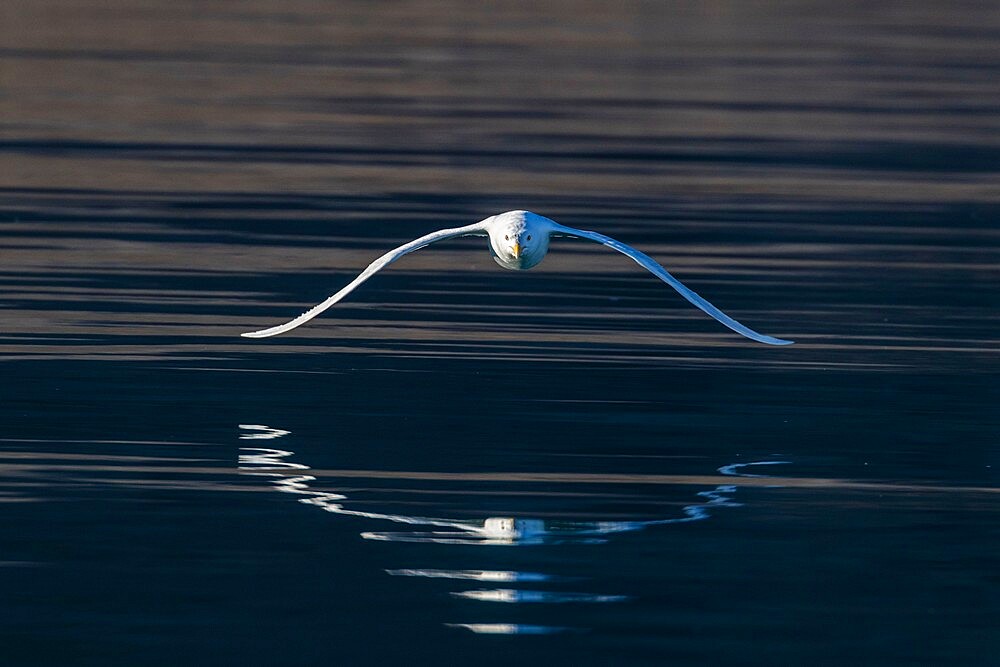 Glaucous gull (Larus hyperboreus), in flight in Makinson Inlet, Ellesmere Island, Nunavut, Canada, North America