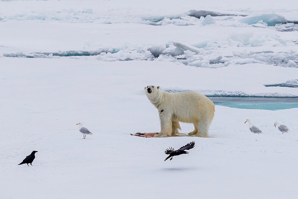 Polar bear (Ursus maritimus), on a seal kill, Ellesmere Island, Nunavut, Canada, North America