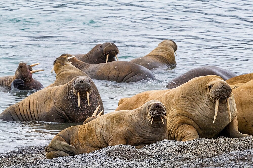 Adult Atlantic walrus (Odobenus rosmarus), on the beach in Musk Ox Fjord, Ellesmere Island, Nunavut, Canada, North America