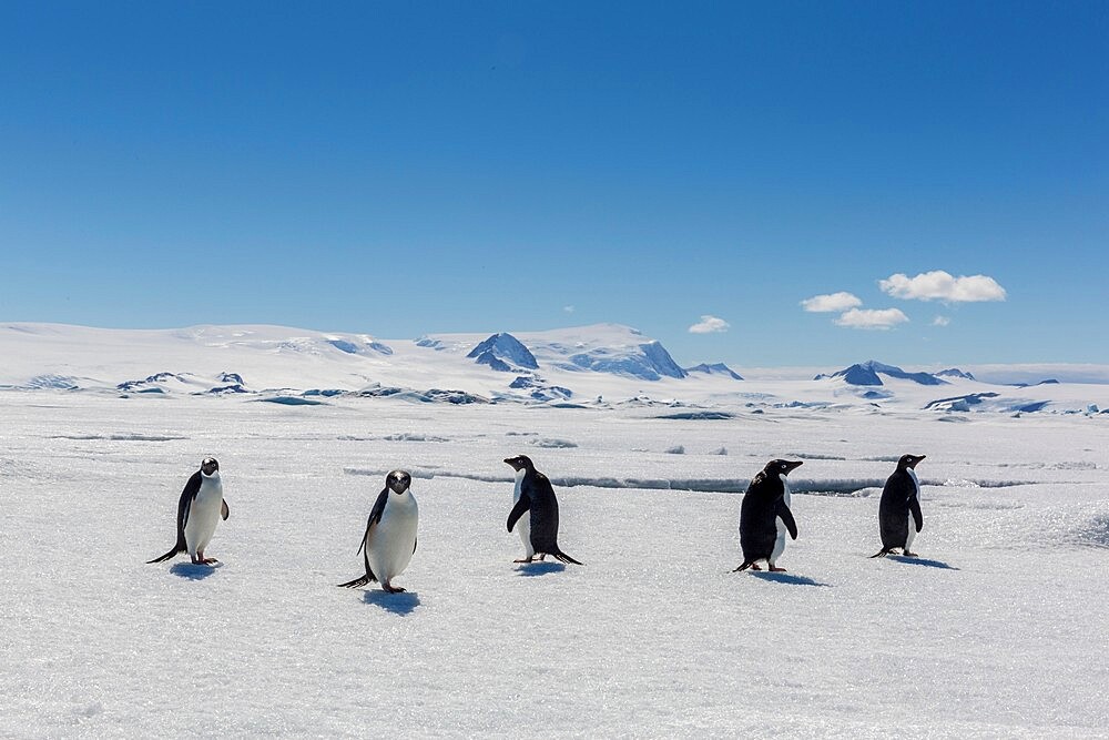 A group of Adelie penguins (Pygoscelis adeliae) on sea ice in Duse Bay, Weddell Sea, Antarctica, Polar Regions