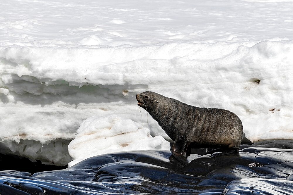 Male Antarctic fur seal (Arctocephalus gazella), hauled out on Astrolabe Island, Bransfield Strait, Antarctica, Polar Regions