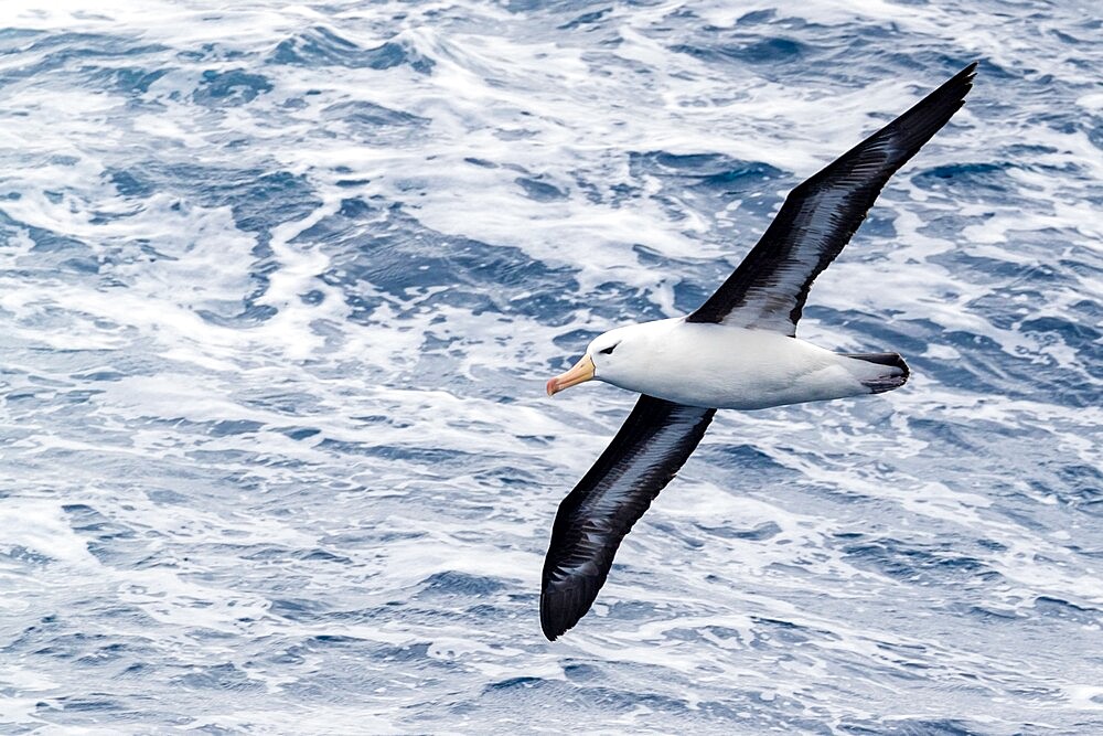 Black-browed albatross (Thalassarche melanophris), in flight in Drake Passage, Antarctica, Polar Regions