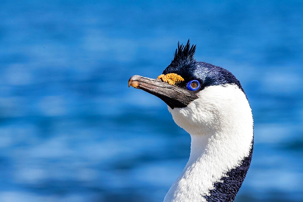 Antarctic shag (Leucocarbo bransfieldensis) in breeding plumage, Barrientos Island, Antarctica, Polar Regions