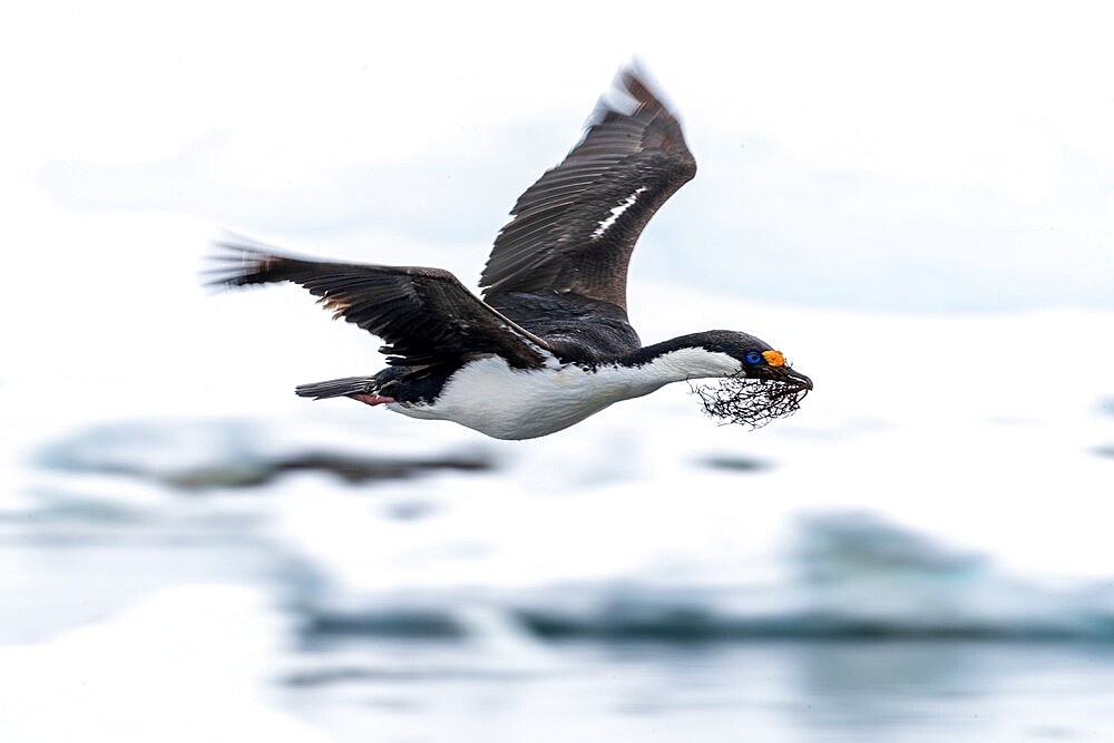 Antarctic shag (Leucocarbo bransfieldensis) taking flight with nesting material at Port Lockroy, Antarctica, Polar Regions