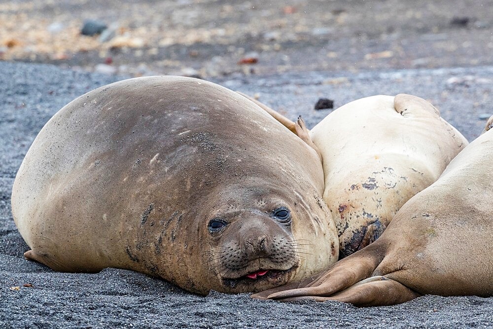 Southern elephant seals (Mirounga leonina), hauled out on the beach, Barrientos Island, Antarctica, Polar Regions