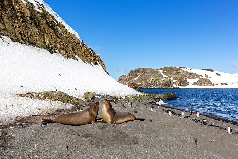 Southern elephant seals (Mirounga leonina) hauled out on the beach, Barrientos Island, Antarctica, Polar Regions