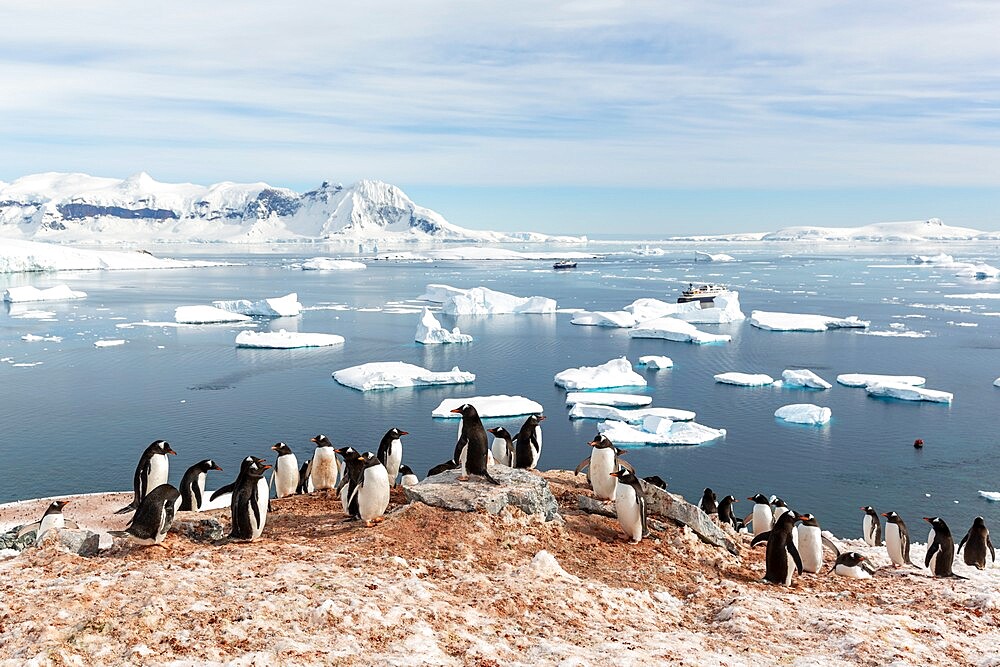 Gentoo penguins (Pygoscelis papua), breeding colony on Cuverville Island, Antarctica, Polar Regions