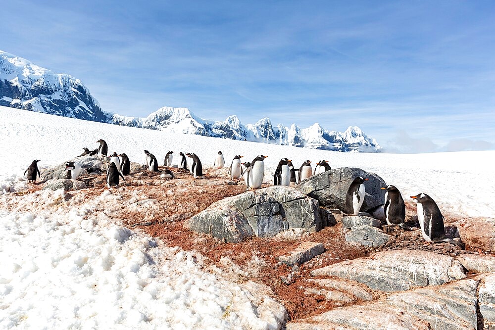 Gentoo penguins (Pygoscelis papua), breeding colony on Weincke Island, Naumeyer Channel, Antarctica.