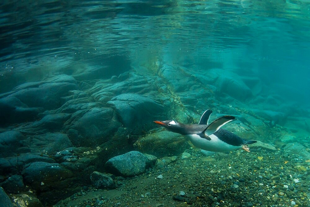 Gentoo penguins (Pygoscelis papua), swimming underwater at Port Lockroy, Antarctica, Polar Regions