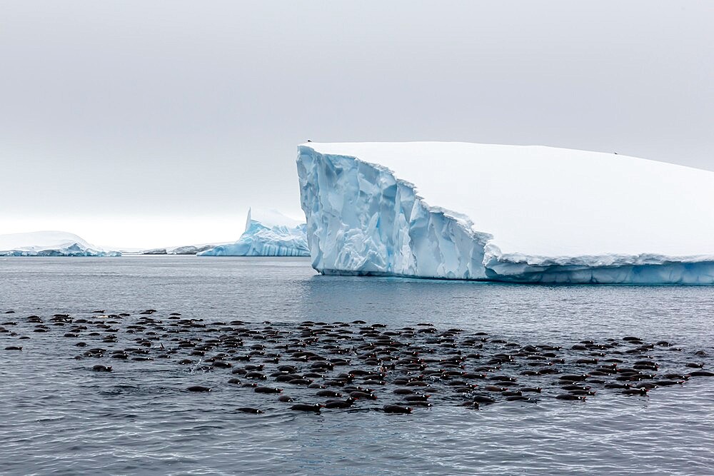 Large raft of gentoo penguins (Pygoscelis papua), group feeding at Booth Island, Antarctica, Polar Regions