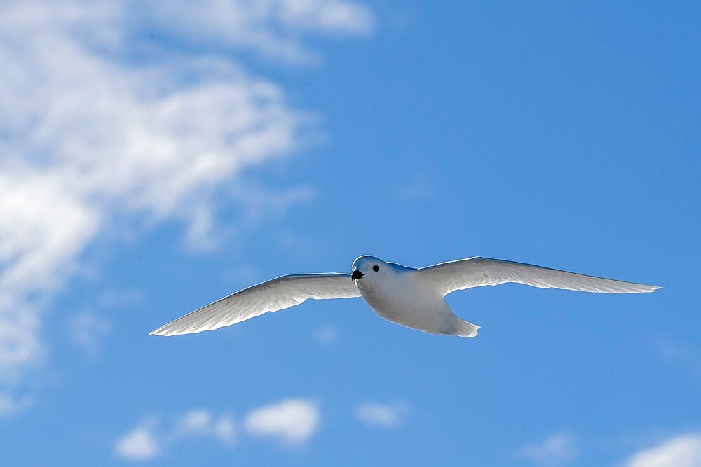 An adult snow petrel (Pagodroma nivea), in flight in Duse Bay, Weddell Sea, Antarctica, Polar Regions