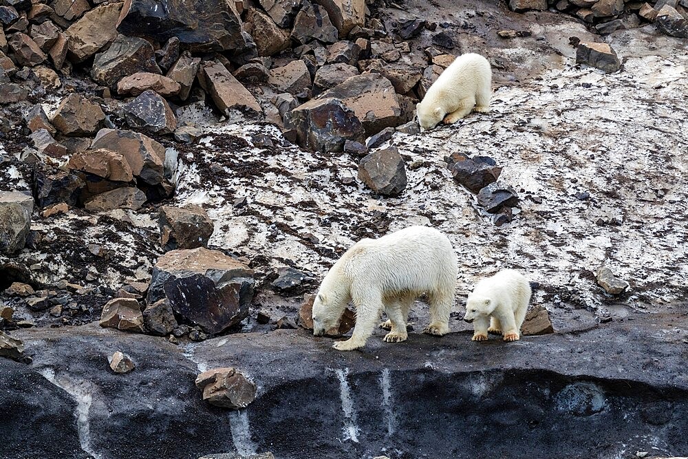 A mother polar bear (Ursus maritimus), with two cubs of the year foraging for food at Cape Brewster, Greenland, Polar Regions