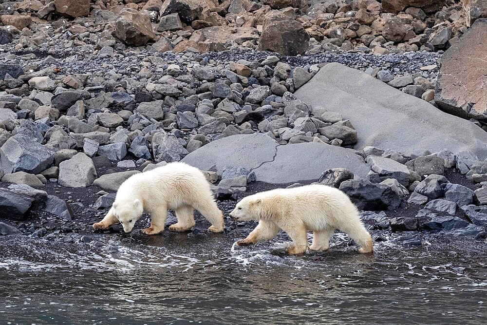 Polar bear cubs of the year (Ursus maritimus), foraging for food with mother nearby, Cape Brewster, Greenland, Polar Regions