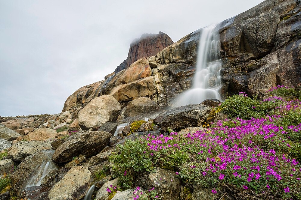 River beauties (dwarf fireweed) and a small waterfall from melt-water river from Igdlorssuit Glacier, Prins Christian Sund, Greenland, Polar Regions