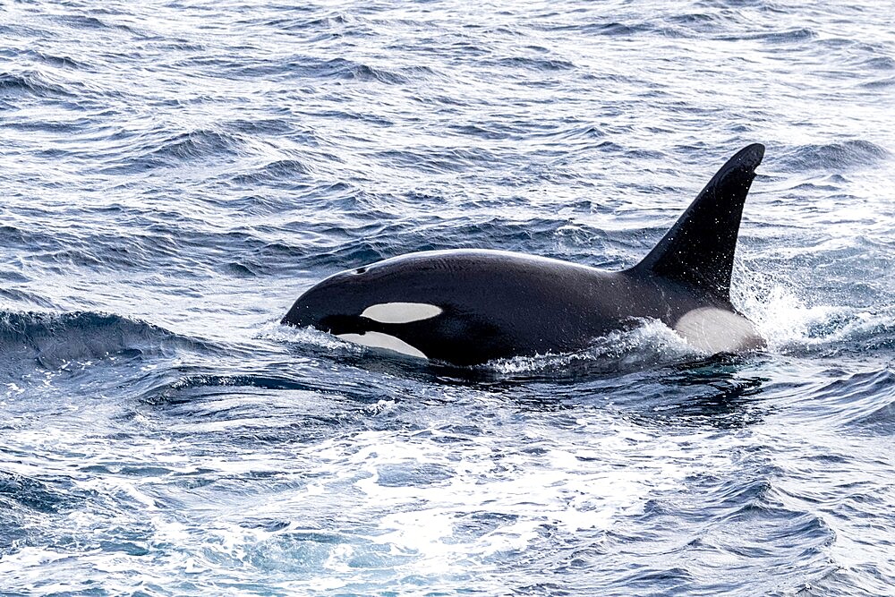 Adult bull killer whale (Orcinus orca), power-lunging while feeding on fish along the coast of eastern Greenland, Polar Regions