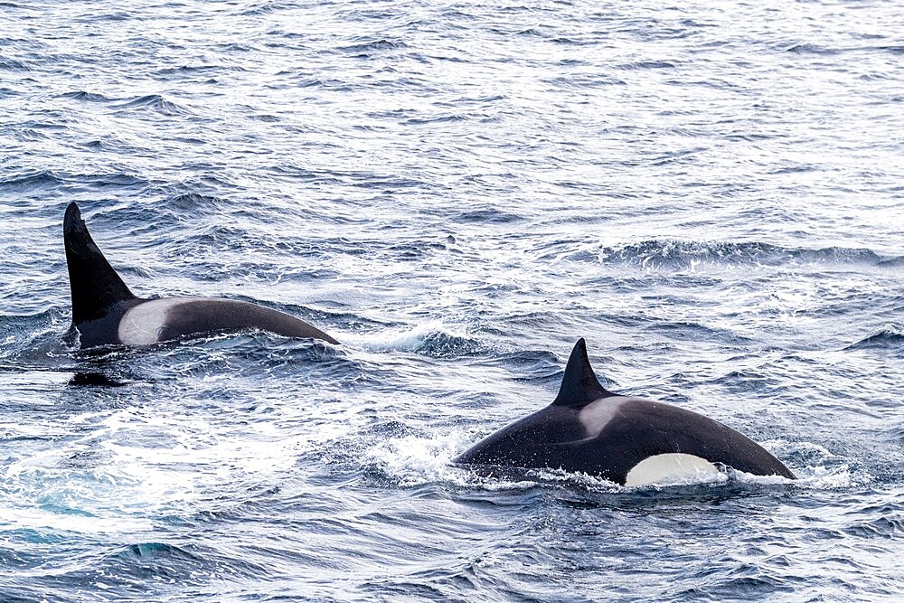 Killer whales (Orcinus orca), power-lunging while feeding on fish along the coast of eastern Greenland, Polar Regions